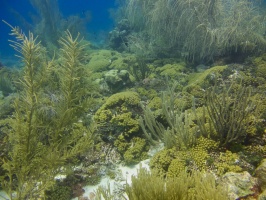 Reef IMG 7868